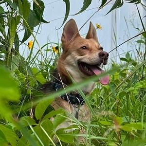 Clyde, Shepherd, young, available for adoption