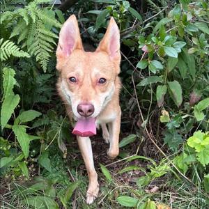 Clyde, Shepherd, young, available for adoption