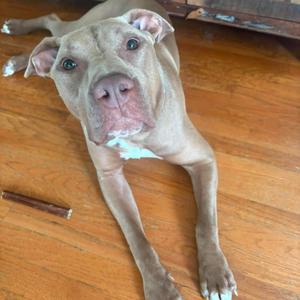 JD *Beavis*, Terrier, adult, available for adoption