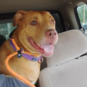 Blessyin, Terrier, adult, available for adoption