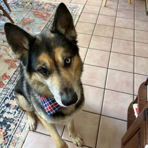 Jet, Shepherd, adult, available for adoption