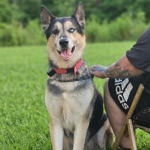Jet, Shepherd, senior, available for adoption