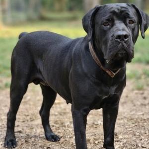 Aza, Boerboel, adult, available for adoption
