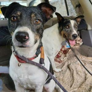 Minnie & Jed, Mixed Breed (Medium), adult, available for adoption
