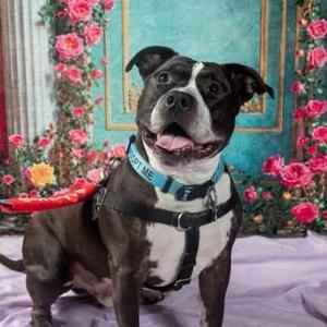 Keeno, Terrier, American Pit Bull, senior, available for adoption