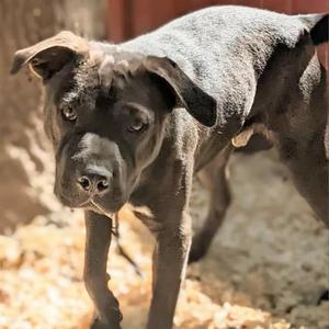 Alfie, Mixed Breed (Medium), adult, available for adoption