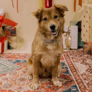Dugan, Retriever, Golden, adult, available for adoption