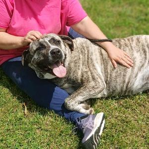 Jellyroll, Mastiff, senior, available for adoption