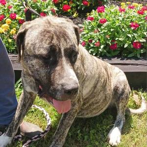 Jellyroll, Mastiff, senior, available for adoption