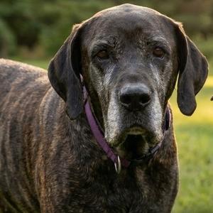 Jolene, Mastiff, senior, available for adoption