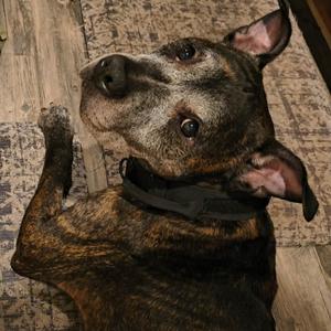Erin, Terrier, American Pit Bull, senior, available for adoption