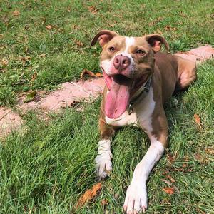 Mikasa, Terrier, adult, available for adoption