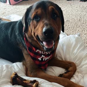 Barney (Jabbar), Mixed Breed (Large), adult, available for adoption