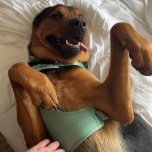 Barney (Jabbar), Mixed Breed (Large), adult, available for adoption