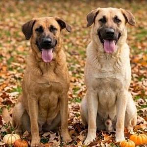 Delilah & Dawson, Shepherd, German, adult, available for adoption