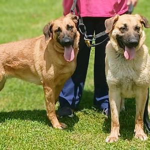 Delilah, Shepherd, German, adult, available for adoption