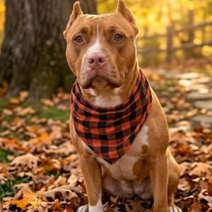 Lux, Terrier, American Staffordshire, adult, available for adoption