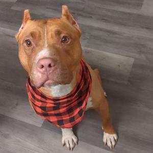 Lux, Terrier, American Staffordshire, adult, available for adoption