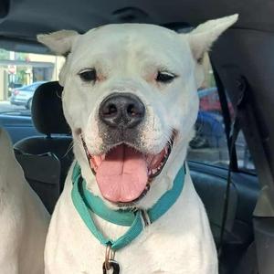 Elsa, Dogo Argentino, adult, available for adoption