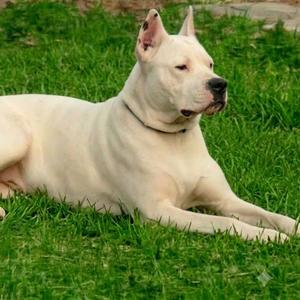 Elsa, Dogo Argentino, adult, available for adoption