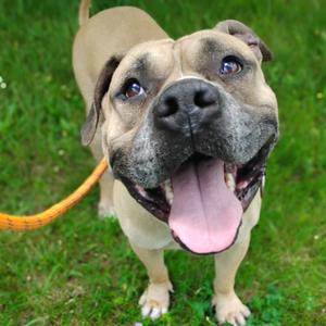Fred (Lego), Mixed Breed (Large), adult, available for adoption