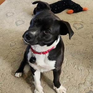 Chester, Collie, young, available for adoption