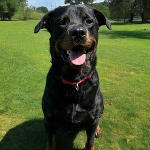 Calvin, Rottweiler, adult, available for adoption
