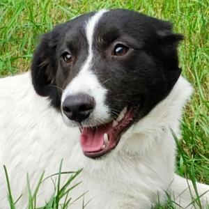 Eeyore, Mixed Breed (Medium), young, available for adoption
