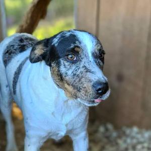 Jed, Mixed Breed (Medium), adult, available for adoption