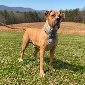 Koda, Boerboel, adult, available for adoption