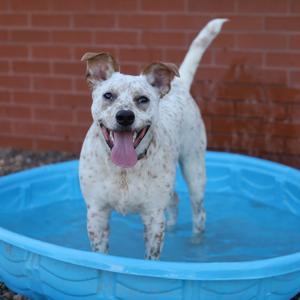 Cowboy, Cattle Dog, Australian (Red Heeler), available for adoption
