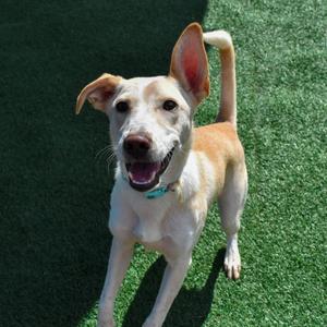 Celine, Collie, Border, adult, available for adoption