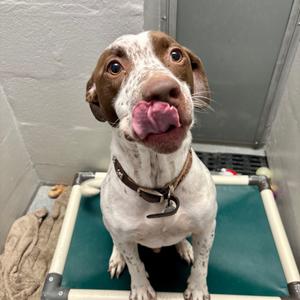Fred, Pointer, German Shorthaired, adult, available for adoption