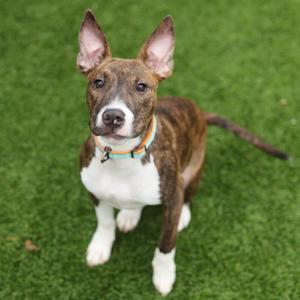 A brown and white dog with pointed ears standing on green grass.