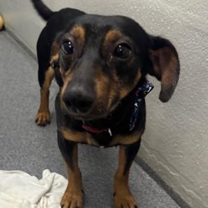 Blitz, Dachshund, young, available for adoption