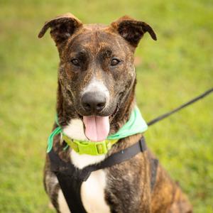 A brindle dog with a white chest and a green collar, sitting on grass with its tongue out.
