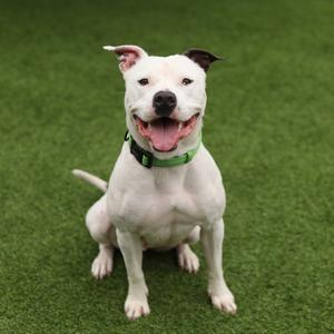 A white dog with a green collar sitting on green grass.