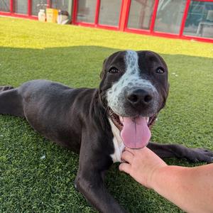 Dani, Terrier, American Pit Bull, available for adoption
