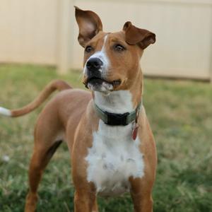 Cooper, Terrier, American Pit Bull, young, available for adoption
