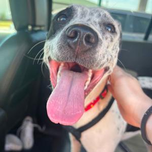 Bonnie, Pointer, available for adoption