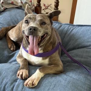 Gracie, Terrier, American Pit Bull, senior, available for adoption
