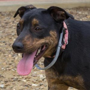 Coco, Mixed Breed (Medium), adult, available for adoption