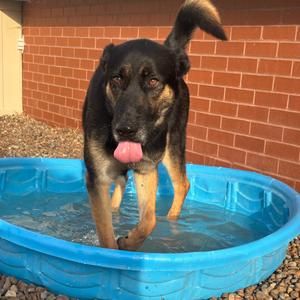 Baxter, Shepherd, German, adult, available for adoption