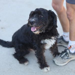 Cole, Schnauzer, adult, available for adoption
