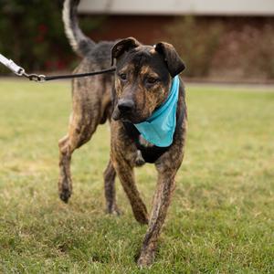 Anakin, Shepherd, German, young, available for adoption