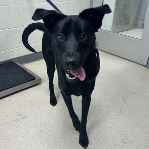 Edge, Retriever, Labrador, young, available for adoption