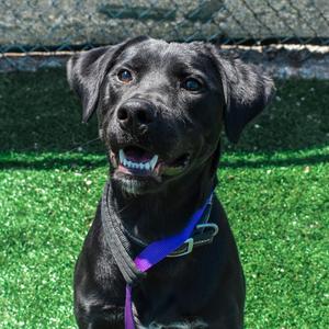 Gunner, Retriever, Black Labrador, adult, available for adoption