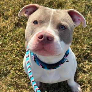 Bruno, Terrier, American Pit Bull, adult, available for adoption