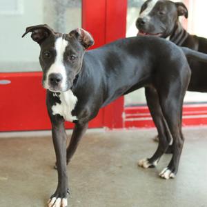 Dolly, Terrier, American Pit Bull, available for adoption