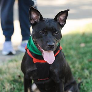 Cali, Terrier, American Pit Bull, young, available for adoption